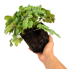 Heuchera Tapestry | 2L Pots