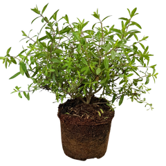 Hebe Mrs Winder | 2L Pots