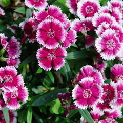 Dianthus Violet Picotee | 3 or 6 Plants