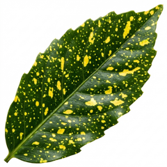 1 Large Plant - Aucuba Golden King, Ready to Plant in Your Garden, 7.5L Pot