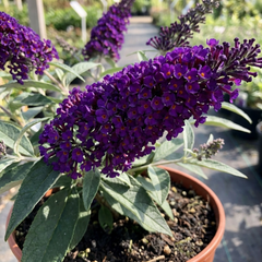 Buddleia Black Knight Plant, Purple Butterfly Bush, Hardy Outdoor Garden Shrub, 2L Root-Ball