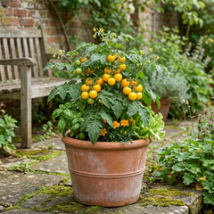 Set of 3 or 6 Large Plants - Tomato Lemon Sherbet, Ready to Plant in Your Garden, 10.5 cm