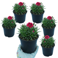 Set of 3 or 6 Large Plants - Dianthus Oscar, Outdoor Garden Ready