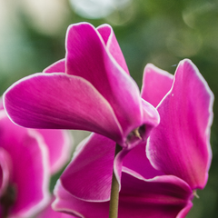 Cyclamen Bicolour Pink Flame | 3 or 6 1L Pots