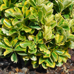 Euonymus Ovatus Aureus | 2L Pot