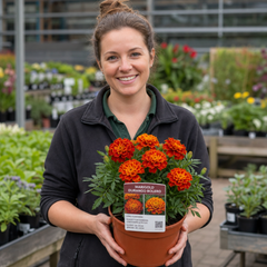 1 Large Plant - Marigold Durango Bolero, Ready to Plant in Your Garden, 2L Pot