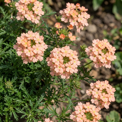 Verbena Magelana Peach Trailing Plants, Summer Bedding Flowers, Hanging Basket & Garden Ready, 10.5cm Root Ball