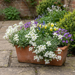Arabis Aubris White, Ready to Plant in Your Garden, 1L