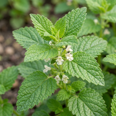 Set of 3 or 6 Lemon Balm Mint Plants Fresh Live Hardy Perennial Herb Garden Ready Plants 1 Litre Root Ball