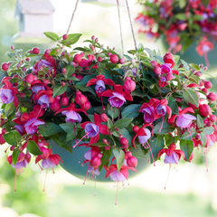 Fuchsia Bella Lydia | 3 or 6 1L Pots