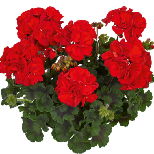 Pelargonium Toscana Dolce Vita Mylena / Gisela / Smart Senna
