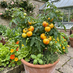 Set of 3 or 6 Large Plants - Tomato Buffalosun Variety, Ready to Plant in Your Garden