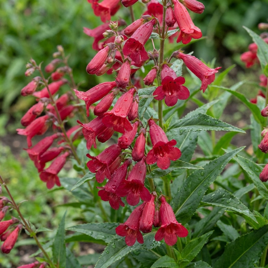 Penstemon Red Hardy Perennial Plants, Bee Friendly Summer Flowering, Outdoor Garden Ready, 1 Litre Root-Ball