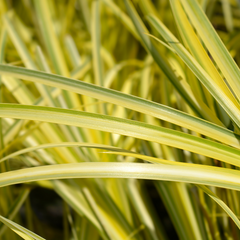 Acorus Ogon | 2L Pots