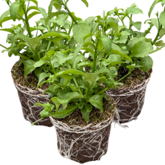 Lobelia Springs Lavender | 3 or 6 1L Pots