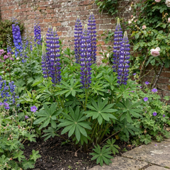 Lupin Legendary Blue, Ready to Plant in Your Garden, Peat Free