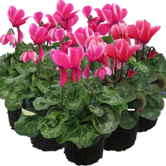Large Cyclamen Bicolour Growers Selection | 3 or 6 1L Pots