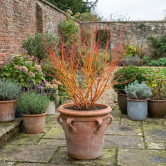 Cornus Midwinter Fire Shrub, Red Stem Dogwood Plant for Winter Interest, Litre Root Ball