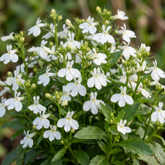 Set of 3 or 6 Lobelia Upright Sweet Springs White Flowering Plants, Summer Flowering Bedding, Garden Ready, 10.5cm Root Ball