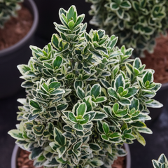 Euonymus White Spire | 2L Pot