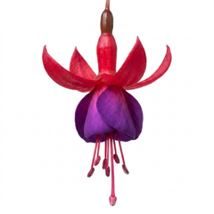 3 Large Plants - Fuchsia Tom Thumb, Ready to Plant in Your Garden, 1L Rootballs
