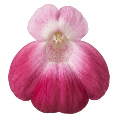Calceolaria Calynopsis ‘Pink Bicolour’, Ready to Plant