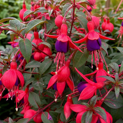 1 Fuchsia Tom Thumb Hardy Perennial Flowering Plant, Outdoor Garden Ready, 3 Litre Root-Ball