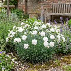 Set of 3 Large Plants - Dianthus Oscar White, Outdoor Garden Ready
