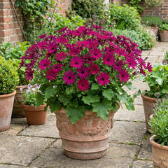 Senetti Magenta Pericallis Daisy Plant, Summer Flowering, Outdoor Garden Ready, 6.5 Litre Root-Ball
