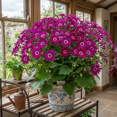 Senetti Magenta, Outdoor Garden Ready, 2L Pot