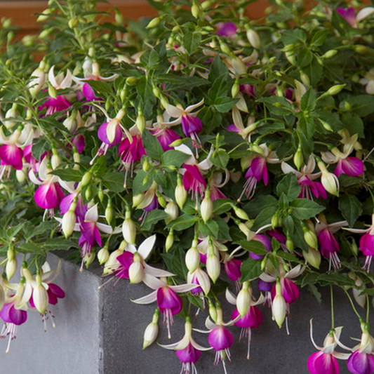 Fuchsia Bella Nora | 3 or 6 1L Pots