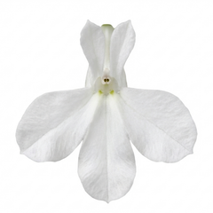 Set of 3 or 6 Lobelia Upright Sweet Springs White Flowering Plants, Summer Flowering Bedding, Garden Ready, 10.5cm Root Ball