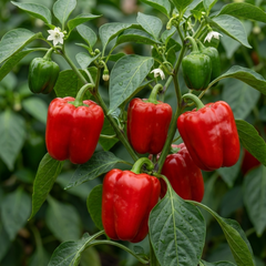 Sweet Pepper Plants - Red King Variety, Ready to Plant in Your Garden