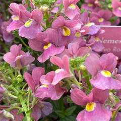 Nemesia Nuvo Rose, Ready to Plant in Your Garden