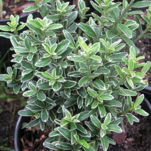 Euonymus Microphyllus Albovariegatus | 3 or 6 1L Pots
