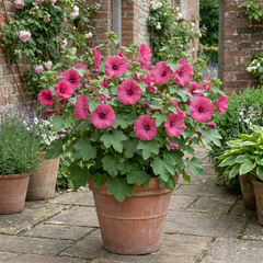 Lavatera Bredon Springs Tree Mallow, Hardy Pink Flowering Perennial Garden Shrub, 2L Root Ball