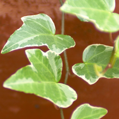 Hedera Helix Gold Variegated | 3 or 6 1L Pots