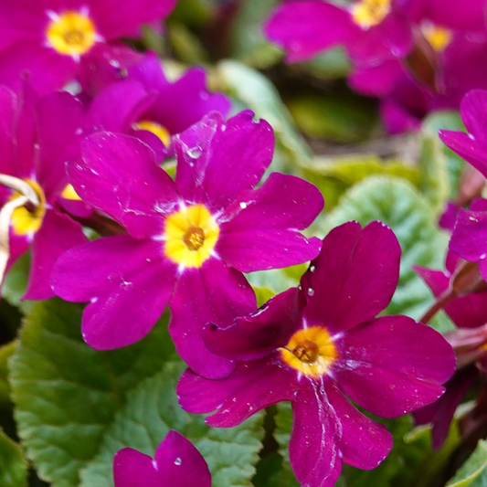 Primrose Purple | 3 or 6 1L Pots