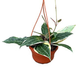 Hoya Macrophylla House Plant 14 cm Pot