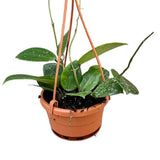 Hoya Parasitica Splash House Plant 10 cm Pot House Plant