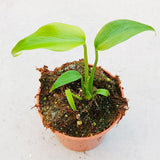 Monstera Burle Marx Flame House Plant 10.5 cm Pot