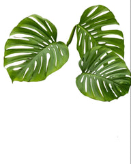 25 - 45cm Monstera Aussie Dream 12cm Pot House Plant