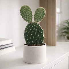 20 - 25cm Opuntia Mickey Mouse House Plant 12cm Pot