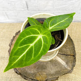 10 - 15cm Anthurium Magnificum 10.5cm Pot House Plant House Plant