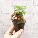 10 - 20cm Ficus Ginseng Bonsai Rubber Plant 7cm Pot House Plant House Plant