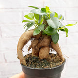 10 - 20cm Ficus Ginseng Bonsai Rubber Plant 7cm Pot House Plant House Plant