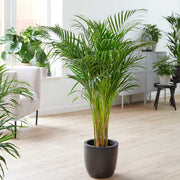 130 - 140cm Areca Palm Dypsis Lutescens 24cm Pot House Plant