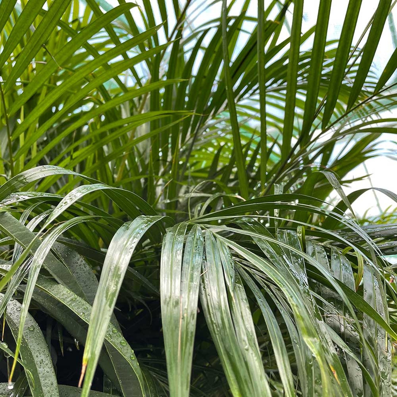130 - 140cm Areca Palm Dypsis Lutescens 24cm Pot House Plant