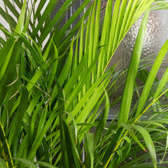 130 - 140cm Areca Palm Dypsis Lutescens 24cm Pot House Plant
