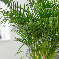 130 - 140cm Areca Palm Dypsis Lutescens 24cm Pot House Plant